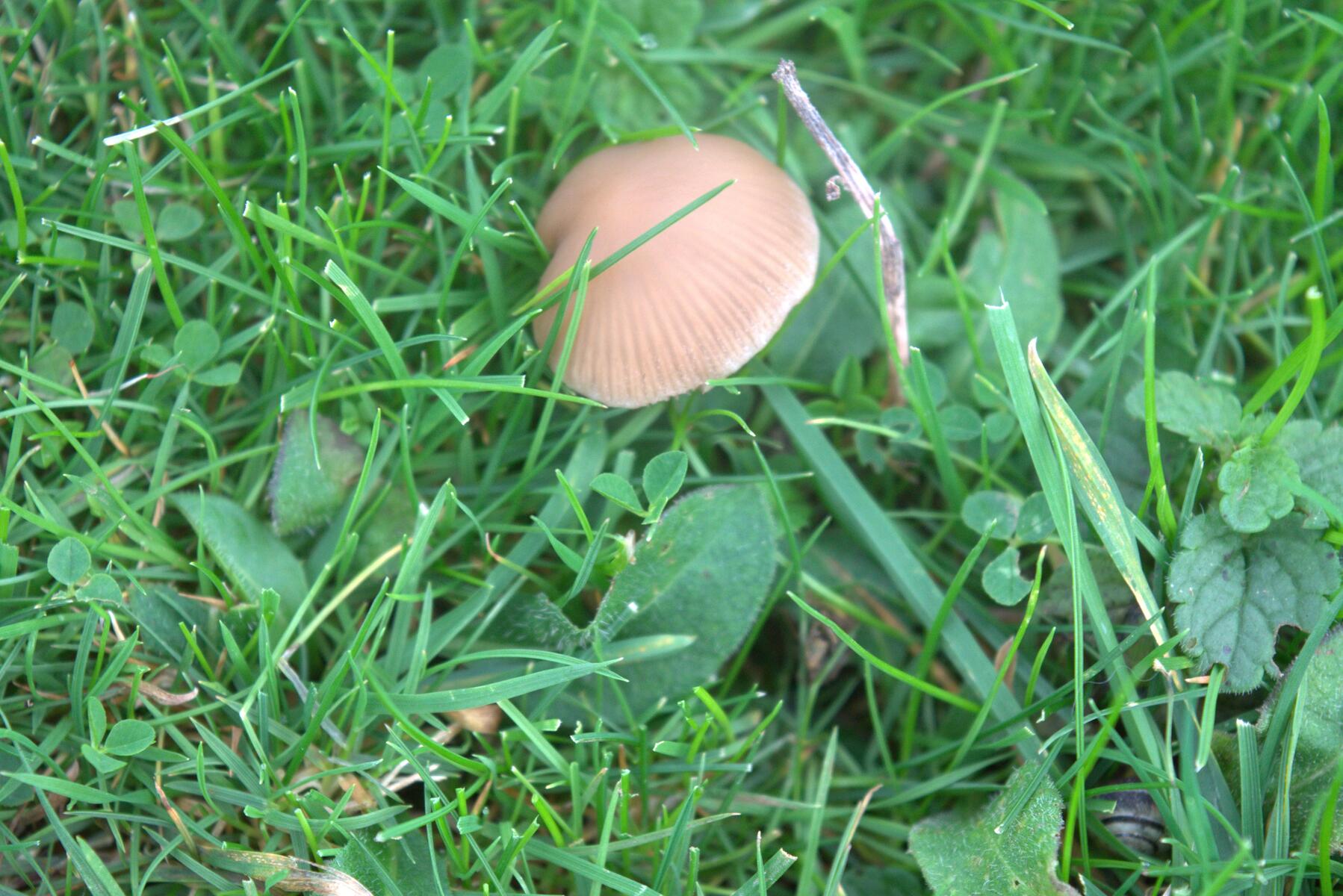 A mushroom.