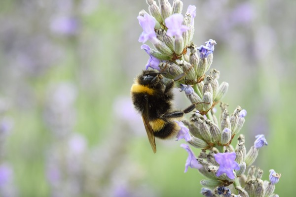 Bee on lavender