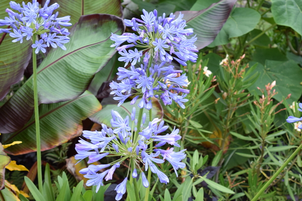 Bluebells