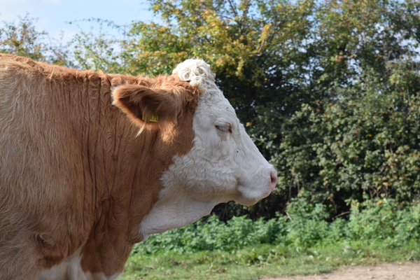 Cow from the side