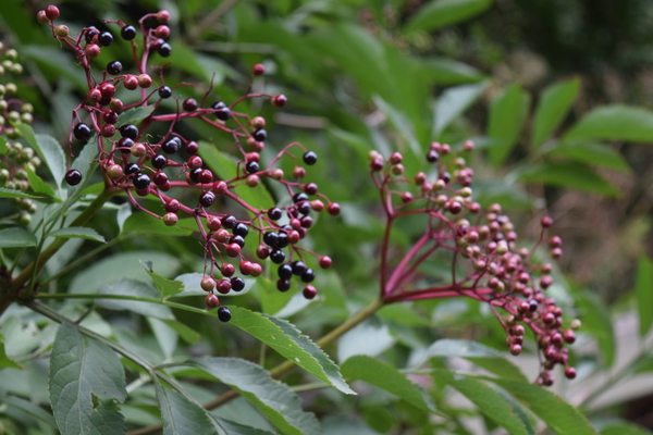 Elderberries