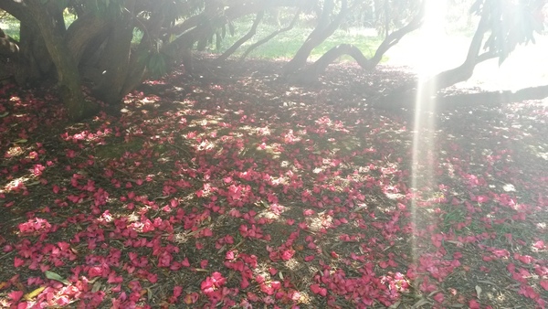 Light shining through the tree onto
			 fallen pink petals