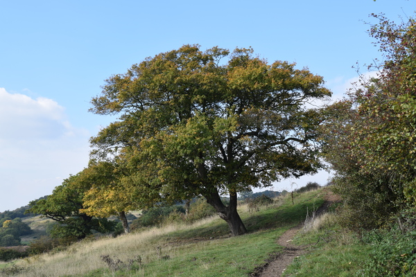 Tree at Hadleigh