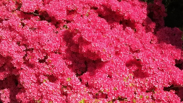 A bush with lovely pink flowers.