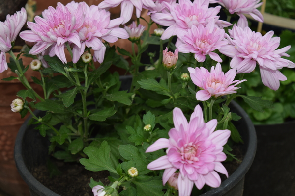 Some pink potted plants