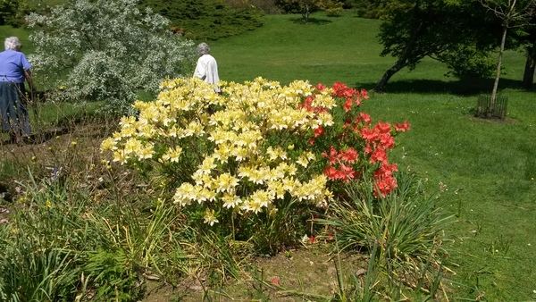 Red and yellow bushes