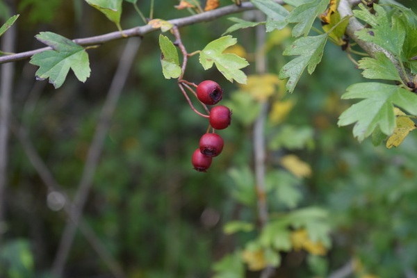 Red berries (maybe haws?)