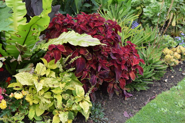 Bush with red leaves