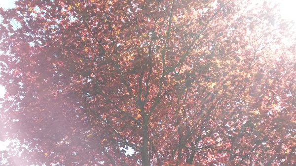 Light shining through red leaves