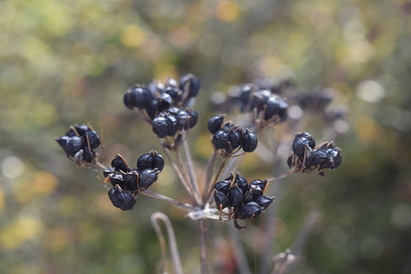 Shrivelled Elderberries