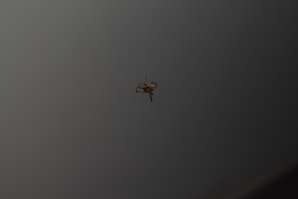 Spider in midair