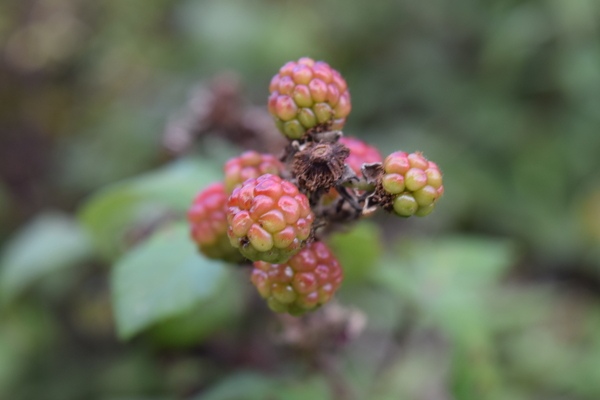 Unripe blackberries