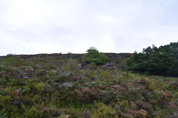 Ferns, heathers, and rocks