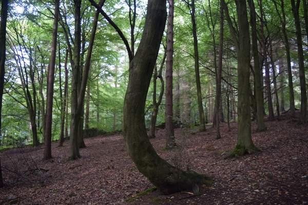 C-shaped tree