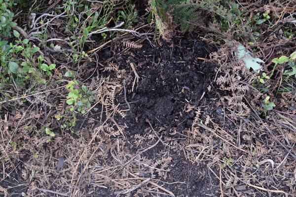 Ericaceous soil